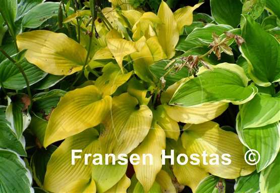 Hosta Flemish Gold